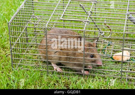 Piège à rat-- - (Rattus) norvegieus MIW250775 Banque D'Images