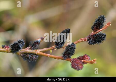 Salix gracilistyla 'Melanostachys' -- - (mâle) SMI250786 Banque D'Images