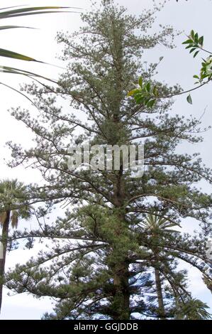 Araucaria heterophylla -- (modèle tree à l'Orchid Garden Sitio Tenerife) -- l'île Norfolk Pine MIW Co250817 Banque D'Images