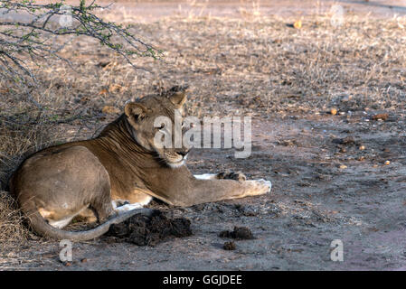 Lion reposant près de Simbazi dans Le Selous de Tanzanie Banque D'Images