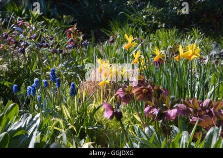 Jardin de printemps- Avec Narcisse Helleborus et Muscari MIW Sem - Allemand /251054 Banque D'Images