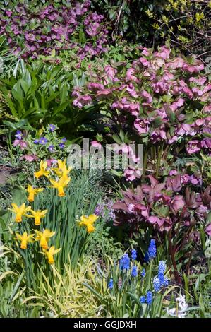 Jardin de printemps- avec Muscari Narcisse et Helleborus MIW Sem - Allemand /251055 Banque D'Images