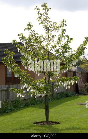 Davidia involucrata- - Pocket-hankderchief «Arbre ove Tree''' MIW251096 Photos' Horticultur Banque D'Images