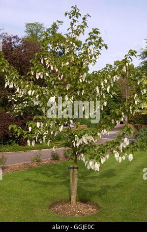 Davidia involucrata ---mouchoir de poche 'Arbre Arbre 'Déplacer''' MIW251097 Banque D'Images