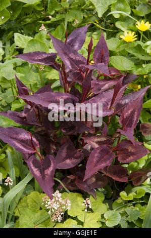 Persicaria microcephala 'Red Dragon' - MIW251120 Banque D'Images