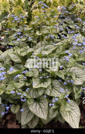 Brunnera macrophylla 'Jack Frost' - MIW251123 Banque D'Images