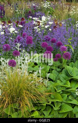 La plantation des prairies- avec Iris Allium Nepeta Stachys et graminées ornementales.- - (photos : Photos/horticoles de desiger Banque D'Images