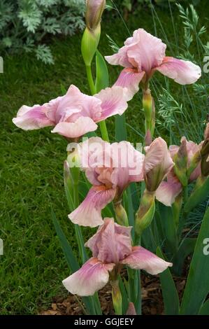 Iris 'Raspberry Blush' MIW251370 Banque D'Images