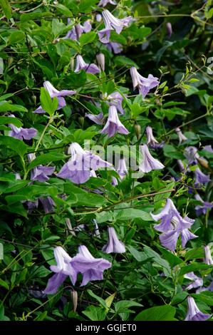 Clematis 'Betty Corning' MIW251532 Banque D'Images