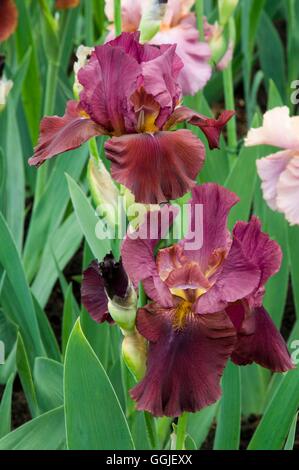 Iris germanica 'Ruby Moon' MIW251583 Banque D'Images