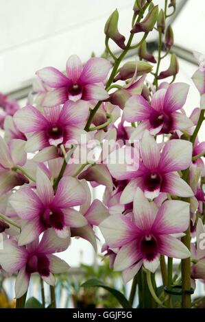 Dendrobium Polar 'Fire' MIW251710 Banque D'Images