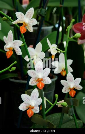 Phalaenopsis mini mark Banque de photographies et d'images à haute  résolution - Alamy