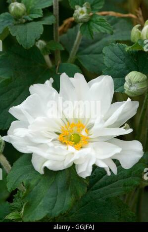 Anemone x hybrida 'Whirlwind' MIW251818 Banque D'Images