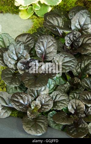 Ajuga reptans 'Black Scallop' MIW251926 Banque D'Images