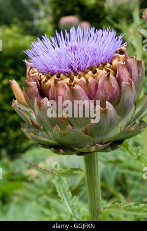 Cynara scolymus- qui a été admis à la fleur- - Artichaut MIW252016 / Banque D'Images