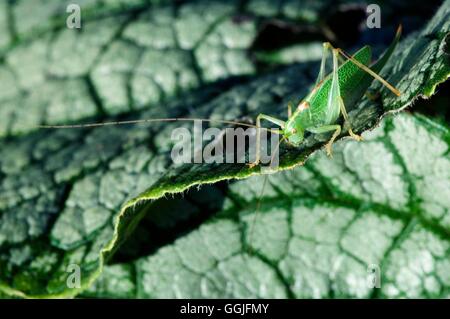 -- Bush-Cricket mouchetée (Leptophyes moricei)- - (femelle) SMI252042 Banque D'Images