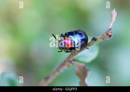 Blue scarabaeidae sur la branche arbre dans le jardin et manger les feuilles est l'alimentation. Banque D'Images