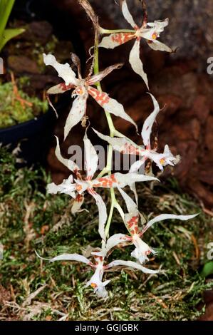 Odontoglossum crocidipterum MIW252449 Banque D'Images