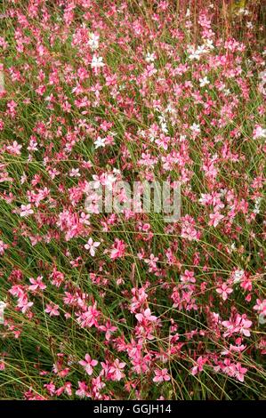 Gaura lindheimeri 'Siskiyou Pink' MIW252829 Banque D'Images