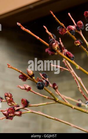 Salix gracilistyla 'Melanostachys' MIW252958 Banque D'Images