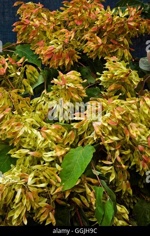 Ailanthus altissima- - Tree of Heaven MIW253032 Banque D'Images