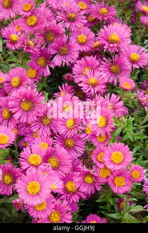 Aster novae-angliae 'Paul Gerber' MIW253038 Banque D'Images