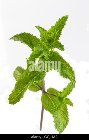 Les feuilles de menthe fraîches isolées sur fond blanc Banque D'Images