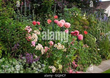 De vivaces- avec Papaver et Alstromeria- - photos : Photos Hort/concepteur Carmel Duigan MIW Compu253101 Banque D'Images