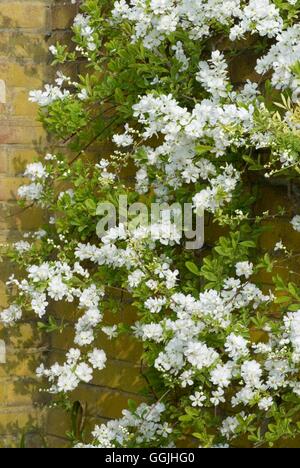 Exocorda macrantha 'The Bride' MIW253178 Banque D'Images