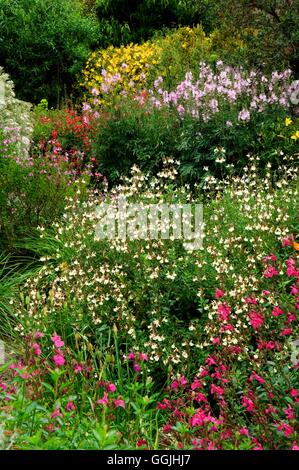 De vivaces- sauges avec Penstemon Sidalcea et Hypericum MIW253227 Photos Horticultur Banque D'Images