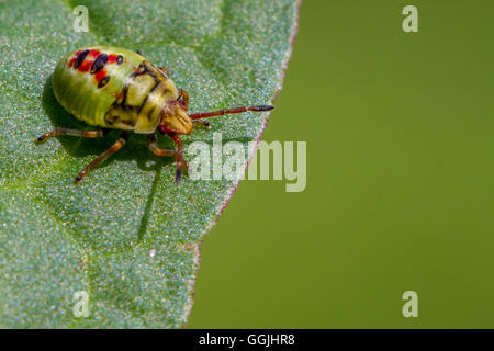 Nymphe Shieldbug (environ 5mm de long), Yorkshire, UK Banque D'Images