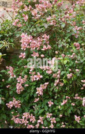 Clematis montana 'Broughton Star' MIW253449 Banque D'Images