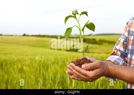Les mains de l'homme tenant une plante. ecology concept Banque D'Images
