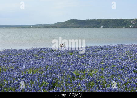 Lupinus texensis de champ, le lupin ou Texas Texas bluebonnet, sur les rives du lac Buchanan dans le centre du Texas Banque D'Images