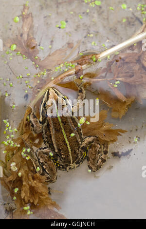 Frog Pelophylax lessonae (piscine). Banque D'Images