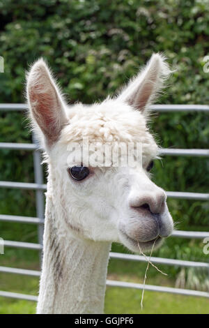 Alpaca (Viicugna pacos). Portrait d'un animal récemment tondus. UK. Banque D'Images