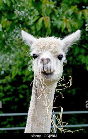 Alpaca (Viicugna pacos). Portrait d'un animal récemment tondus. UK. Banque D'Images