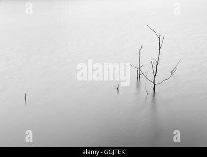 Un tableau sombre et minimaliste de l'image montrant quelques branches d'un arbre mort qui sortent de l'eau du lac artificiel de Cingoli Banque D'Images