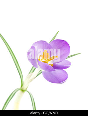 Crocus mauve avec des étamines orange. Isolé sur blanc. Banque D'Images