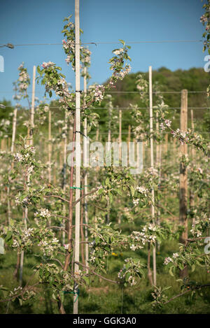 Détail de fleur de pommier dans un verger de fruits mélangés, Schwaebisch Gmuend Location Appartement près de Souabe, Alp, Bade-Wurtemberg, Allemagne Banque D'Images