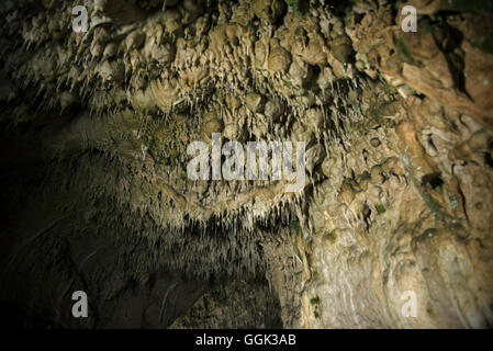 Stalagmites et stalactites géantes dans une grotte calcaire, et Karlshoehle Baerenhoehle, Sonnenbuehl souabe, Alp, Baden-Wuerttember Banque D'Images