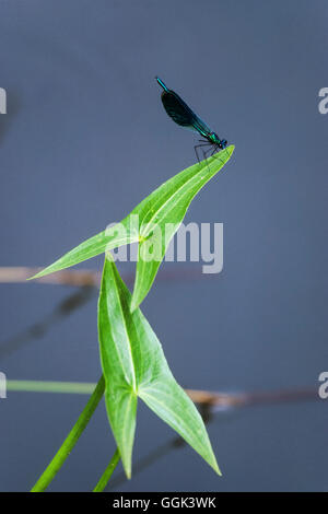 Sur Dragonfly, Calopteryx splendens waterplant, Sagittaria sagittifolia, Spreewald, Allemagne Banque D'Images