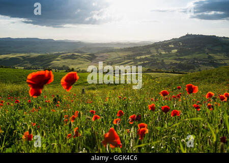 Paysage avec des coquelicots rouges, près de Pienza, Val d'Orcia, province de Sienne, Toscane, Italie, Patrimoine Mondial de l'UNESCO Banque D'Images