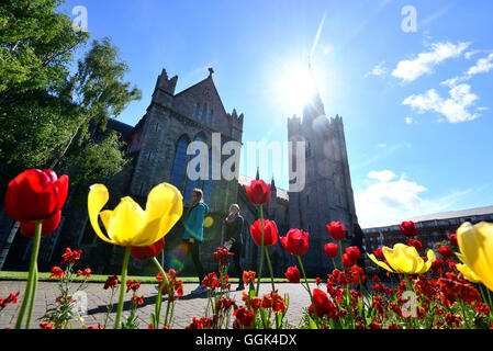 Tulipes en face de la Cathédrale St Patrick, Dublin, Irlande Banque D'Images