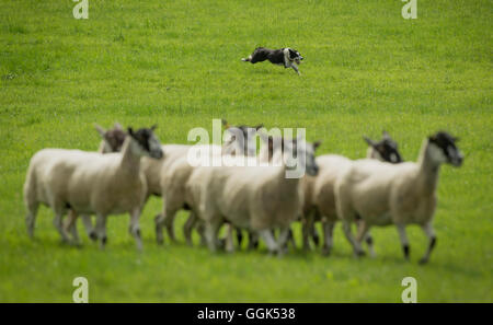 Un chien de berger prend part à l'English National 2016 de berger près de Castle Howard dans le Yorkshire. Banque D'Images