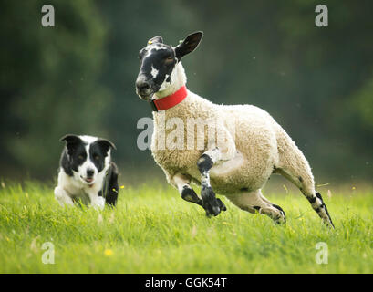 Un chien de berger prend part à l'English National 2016 de berger près de Castle Howard dans le Yorkshire. Banque D'Images