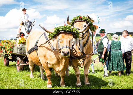 Panier à boeufs, Muensing, Haute-Bavière, Allemagne Banque D'Images