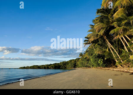 Cape Tribulation beach avec des palmiers, Cape Tribulation, Queensland, Australie Banque D'Images