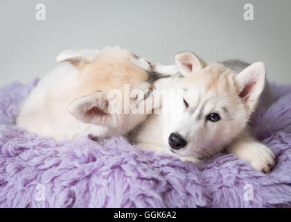Deux amoureux sur un huskies tapis violet Banque D'Images