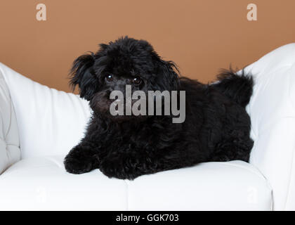 Cute black cockapoo dans un studio sur une chaise blanche Banque D'Images